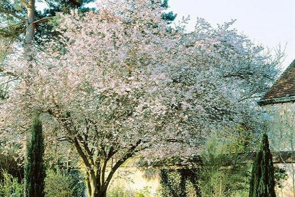 floreciendo en el jardin