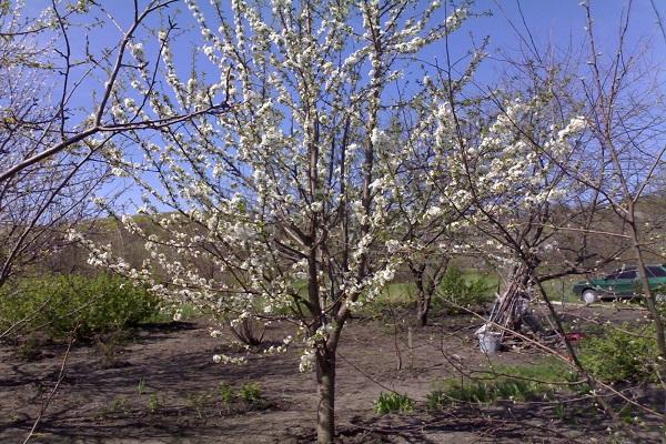 cereza floreciente