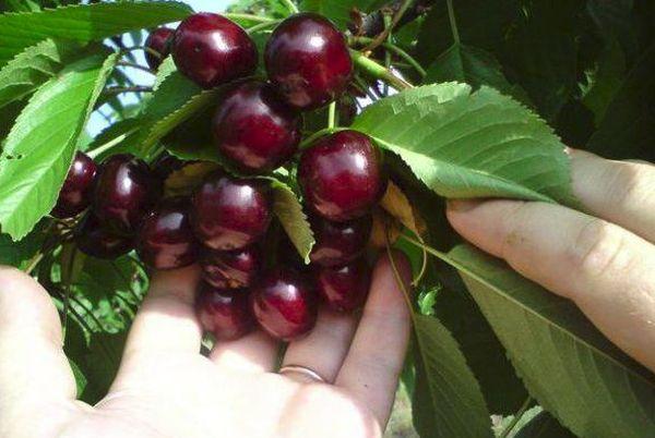 Cerezas maduras