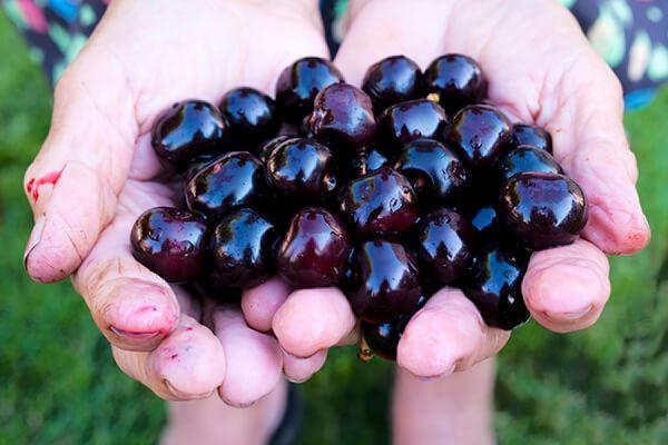 Cerezas en manos