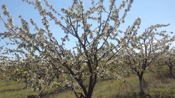 Cereza floreciente