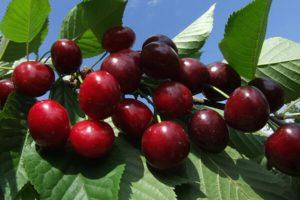 Description and pollinators of the Revna cherry variety, cultivation and care