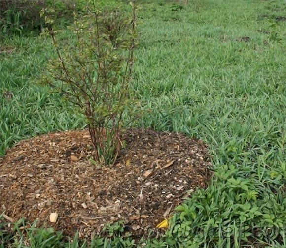 mulching currants