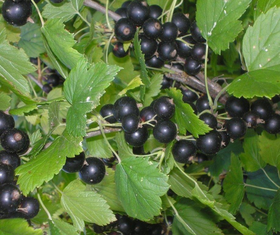 currant Vologda