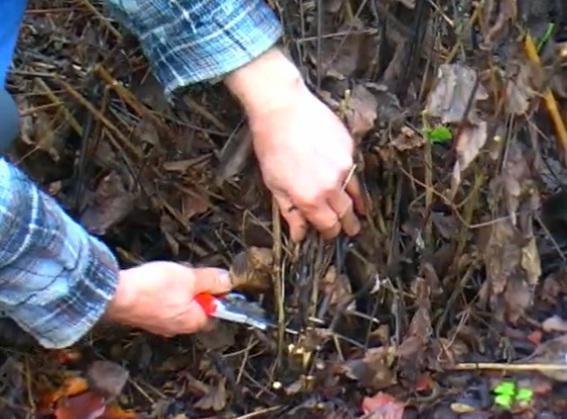 pruning clemantis