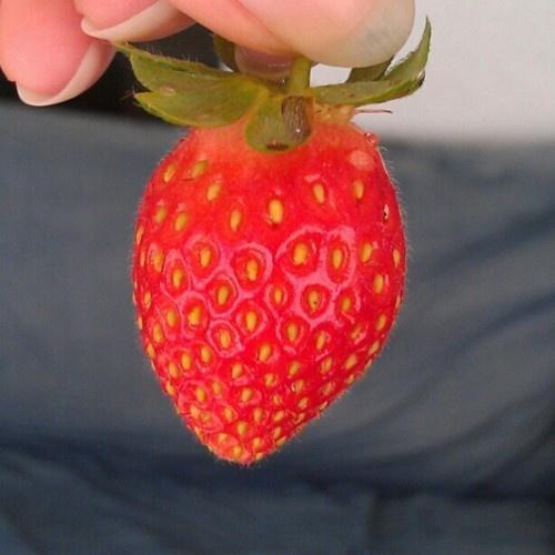 ripe strawberry