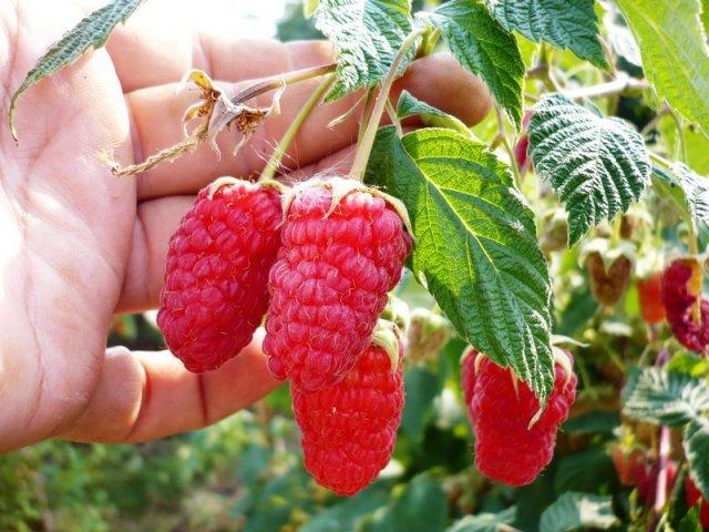 variedades de frambuesa gigante