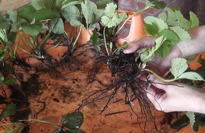 strawberry seedlings