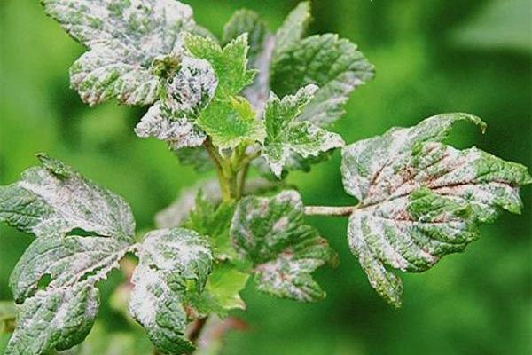 mealy on leaves