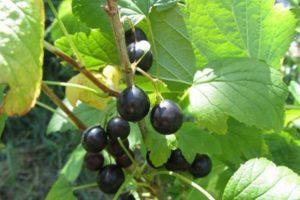 Description of wild currant (reis), where it grows, cultivation and care