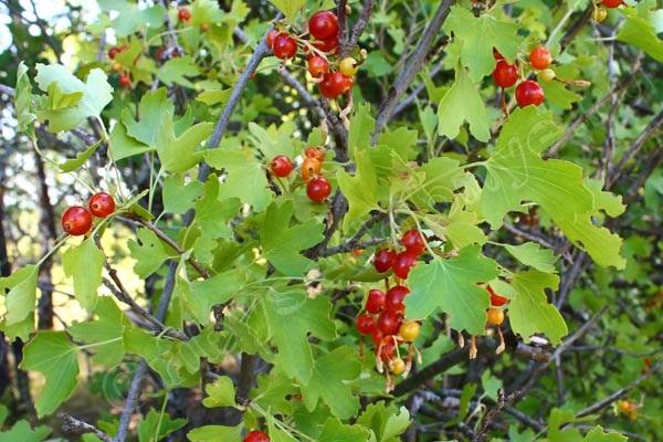 bosque rojo