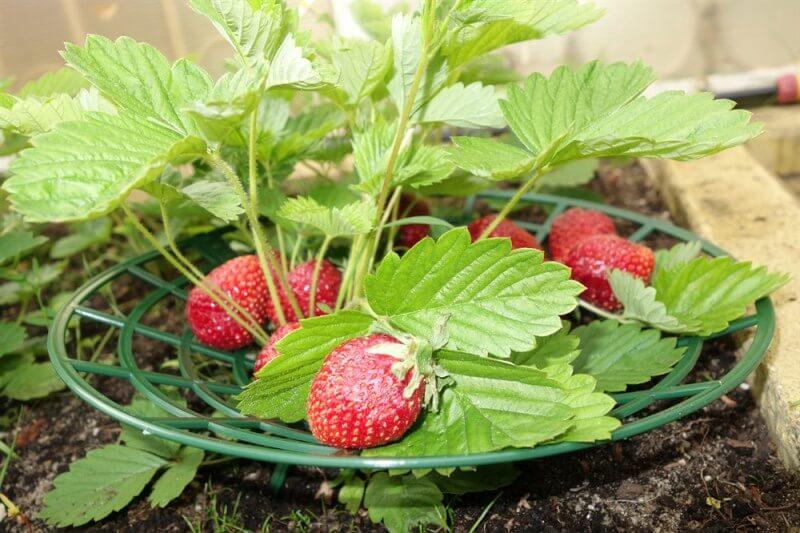 stand pour les fraises