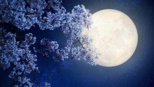 Favorable and unfavorable days in April for planting according to the lunar calendar of 2020