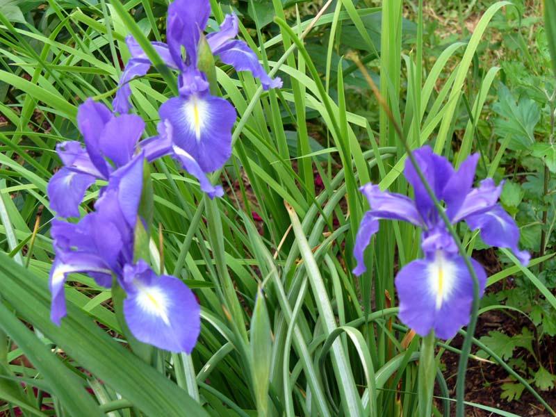 irises Xyphyum