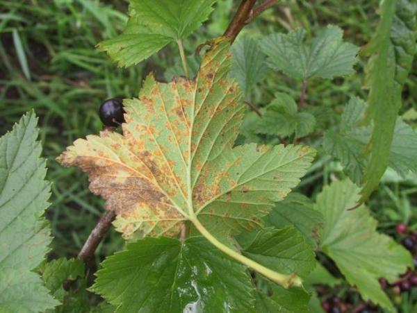 rouille sur les groseilles