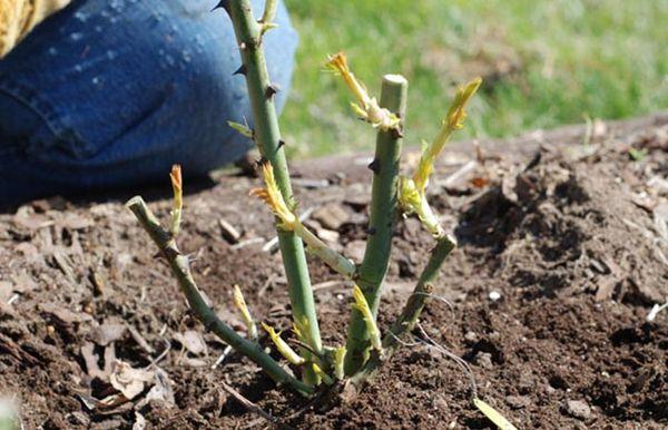 Planter une rose