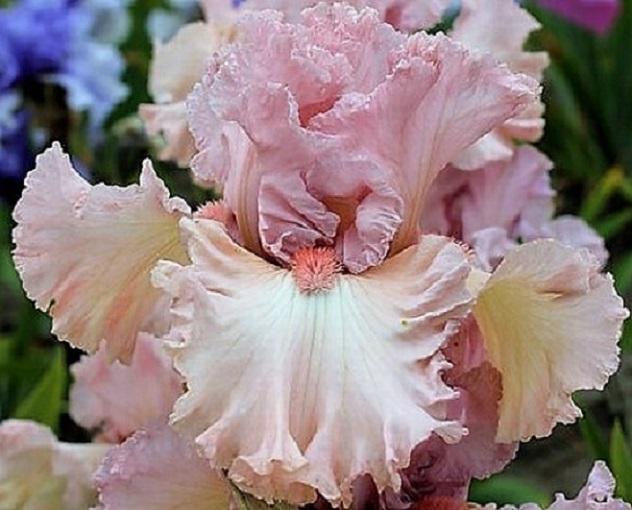 Iris rosados