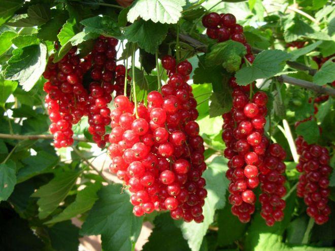 currant on a trunk