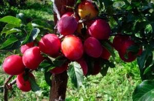 Description of the Generalskaya plum variety, growing and caring for the tree