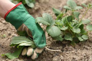 Quels herbicides choisir pour traiter les fraises des mauvaises herbes