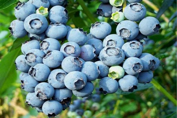 blue berries