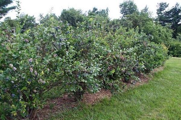 berry bushes