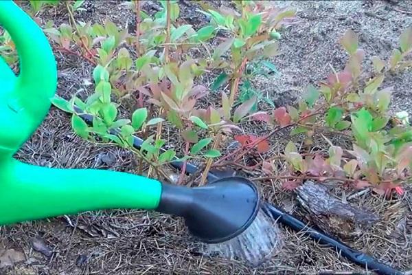 watering plants