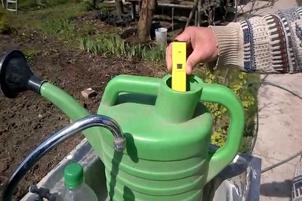 watering roses