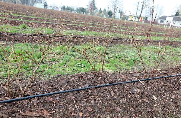 planting blueberries