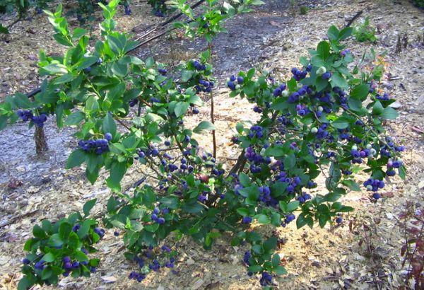 plántulas de arándano