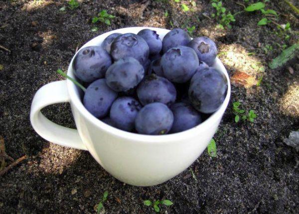 Blueberries in a mug