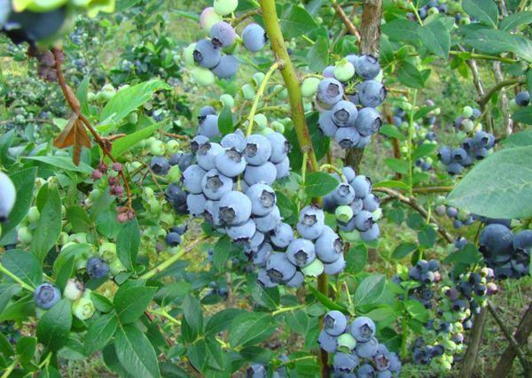 Blueberry fruit