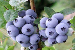 Descripción y características de la variedad de arándanos Duke, plantación y cuidado.