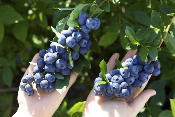 bunches of berries