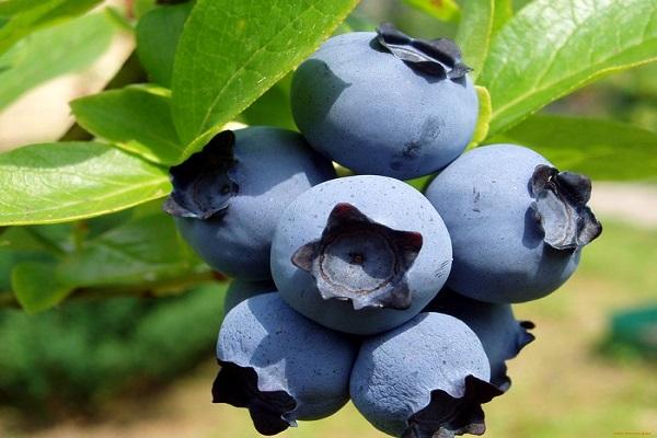 flowers on berries