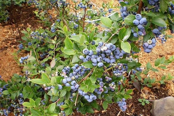 buisson de fruits