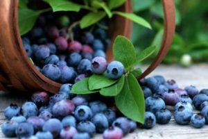 Descripción de la variedad de arándanos Patriot, plantación, cultivo y cuidado.