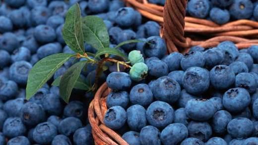 fresh blueberries