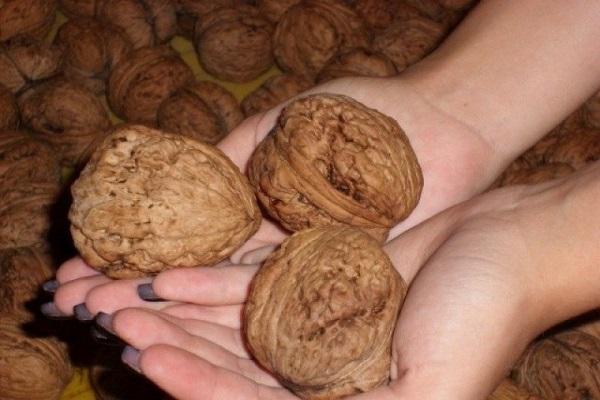 gigante de nueces