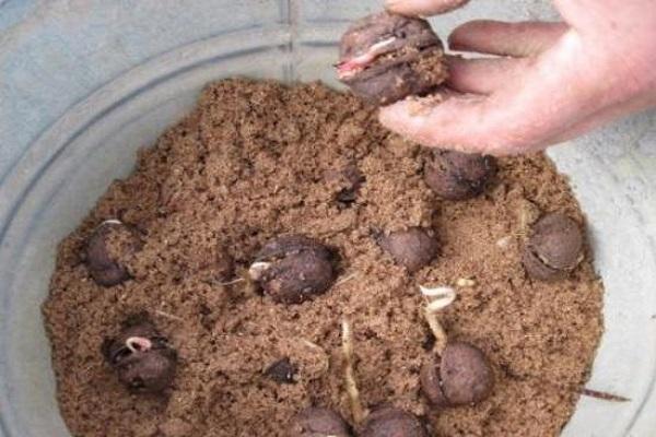 germination in a bucket