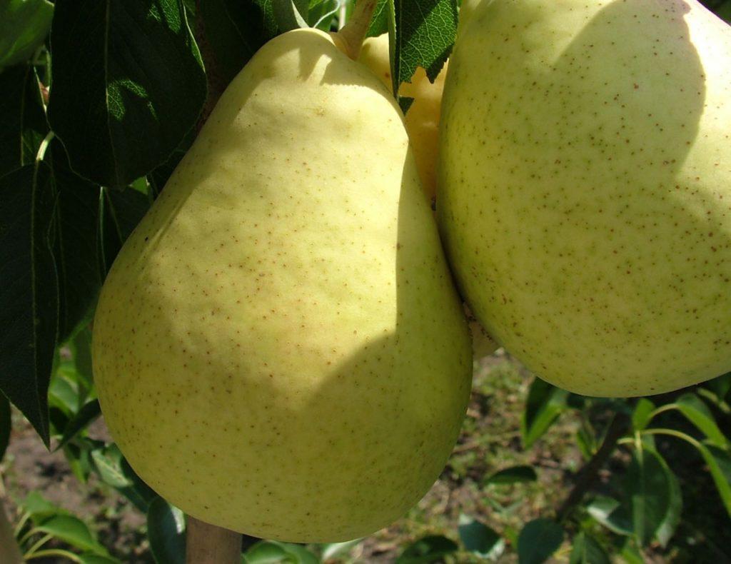 Poire domestique