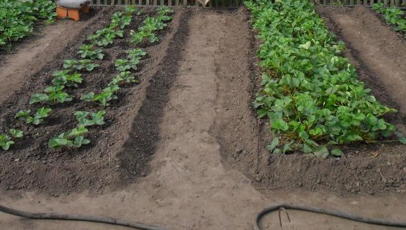 strawberry bed