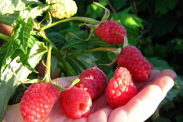 propager les framboises