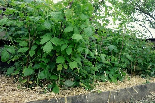 straw mulching