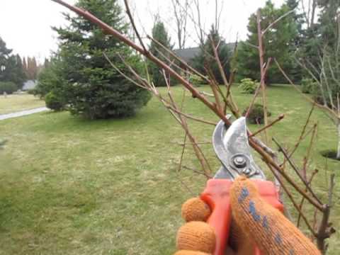 peach pruning