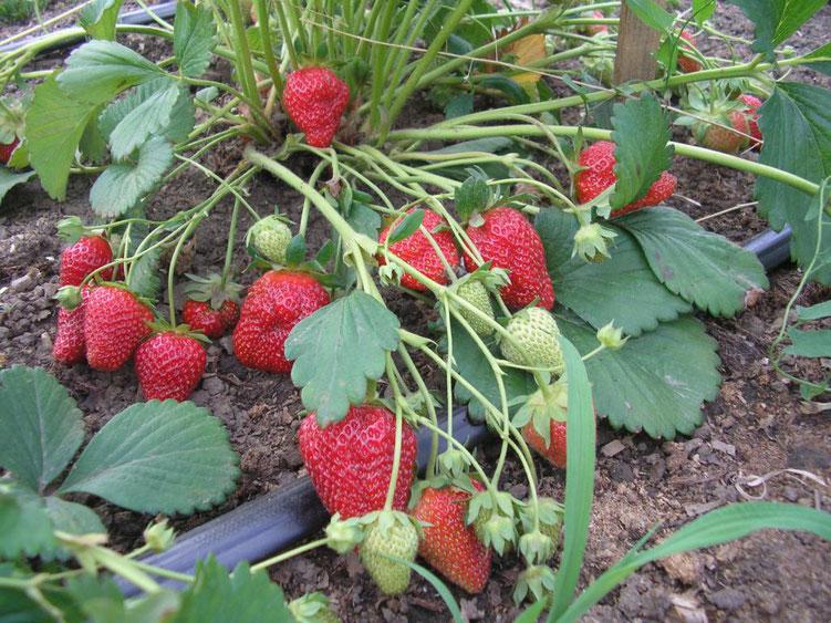 strawberry bush