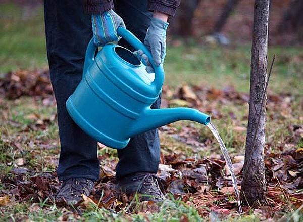 Watering the plum