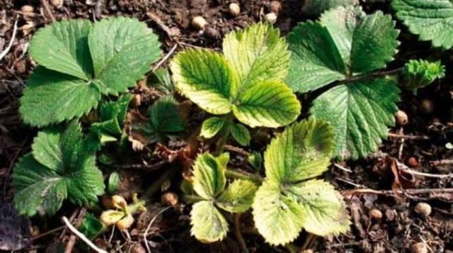 daun strawberi bertukar menjadi kuning