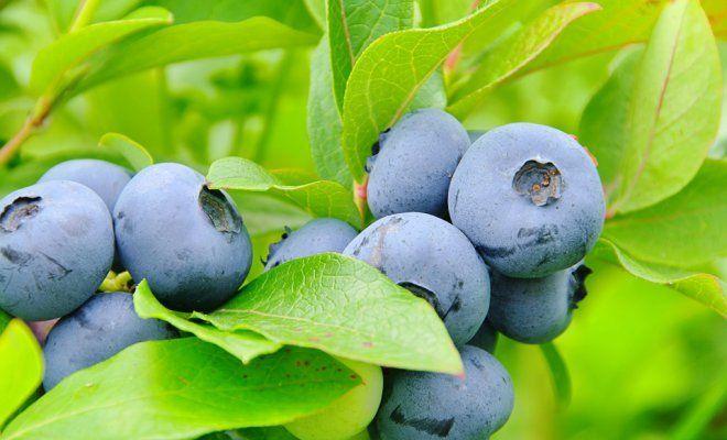 pembiakan blueberry