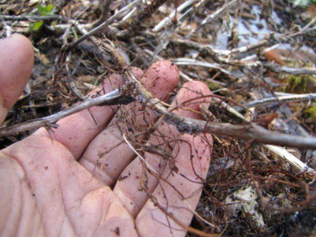 blueberry breeding